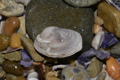 Irus crenatus