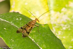 Panorpa vernalis