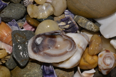 Irus crenatus