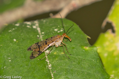 Panorpa vernalis