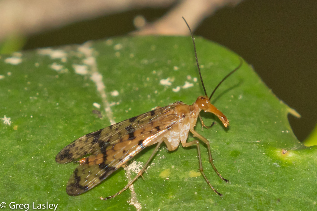 Panorpa vernalis