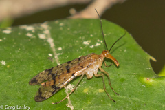 Panorpa vernalis
