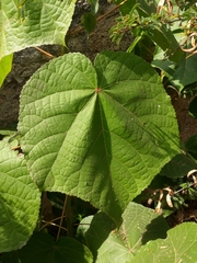 Dombeya wallichii