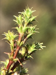 Lastarriaea coriacea