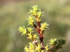 Lastarriaea coriacea