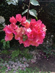 Bougainvillea