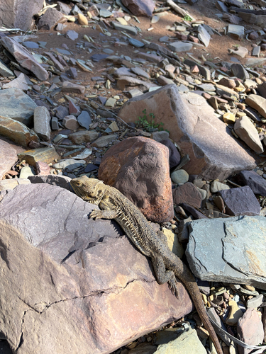 Central Bearded Dragon