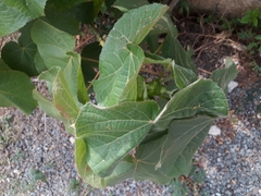 Dombeya wallichii