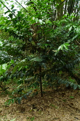 Diospyros maritima