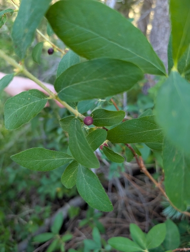 iNaturalist observation photo of Sweetberry Honeysuckle