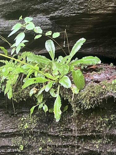 Micranthes micranthidifolia, photograph 6