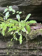 Micranthes micranthidifolia, photograph author not stated, no rights reserved