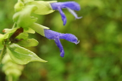 Salvia atrocyanea