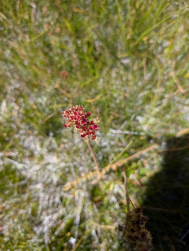 iNaturalist observation photo of Oregon Saxifrage