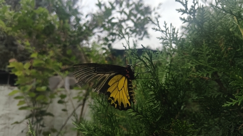 Golden Birdwing