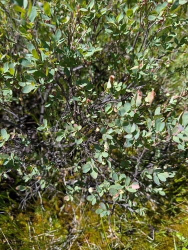 iNaturalist observation photo of bog bilberry
