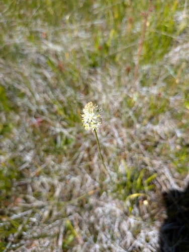 iNaturalist observation photo of western false asphodel