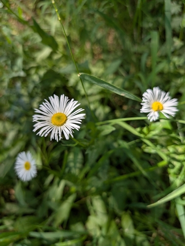 iNaturalist observation photo of Coulter's fleabane