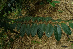 Diospyros maritima
