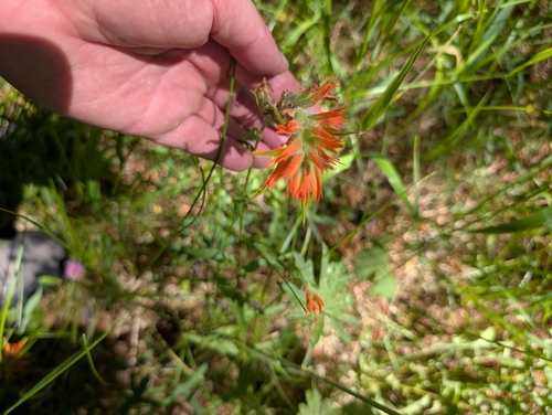iNaturalist observation photo of giant red paintbrush