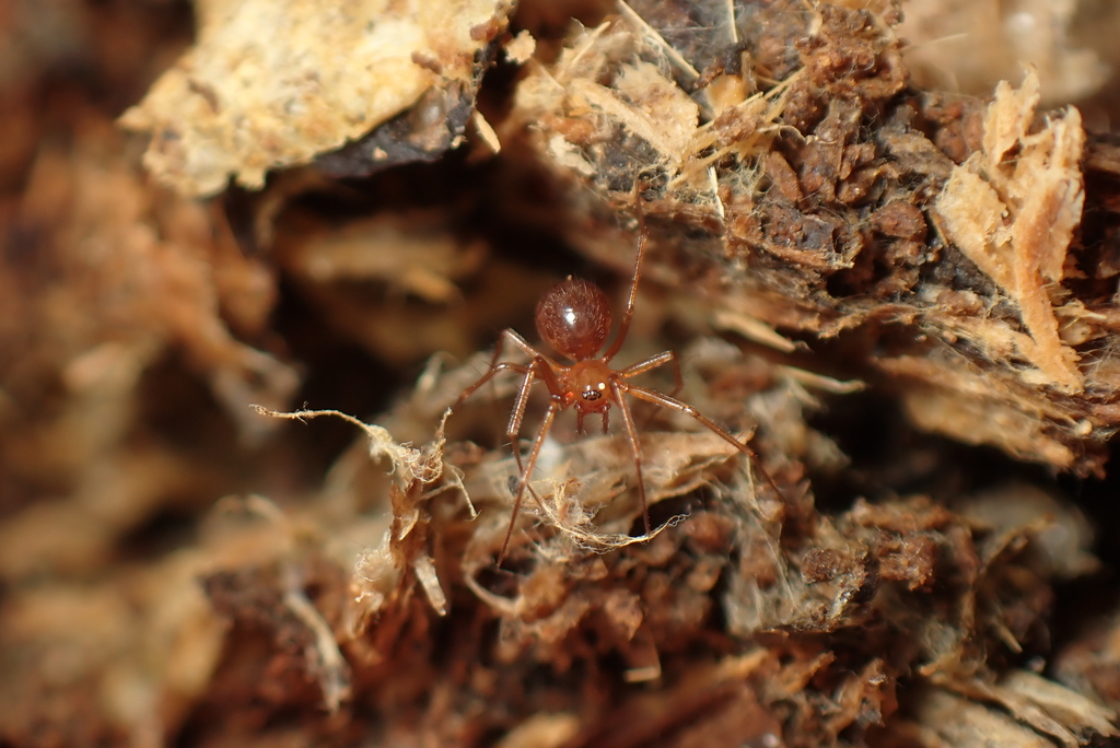 Palliduphantes cebennicus