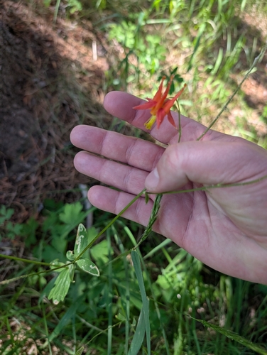 iNaturalist observation photo of western columbine