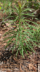 Asclepias verticillata