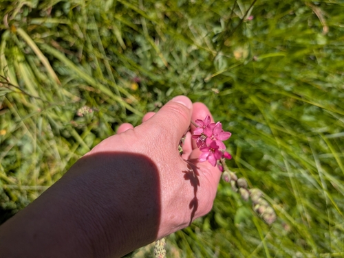 iNaturalist observation photo of Oregon Checker-mallow