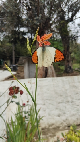 Great Orange Tip