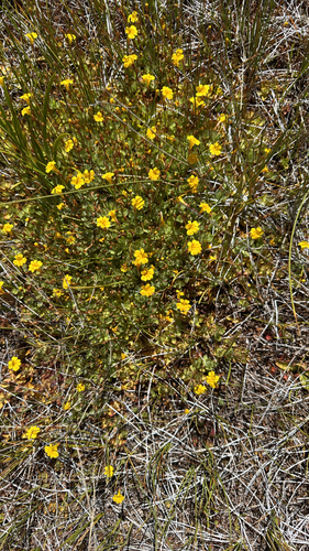 iNaturalist observation photo of primrose monkeyflower