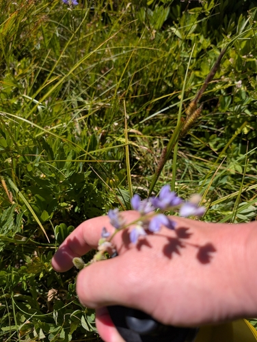 iNaturalist observation photo of Burke's Lupine