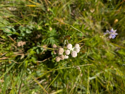 iNaturalist observation photo of ranger buttons
