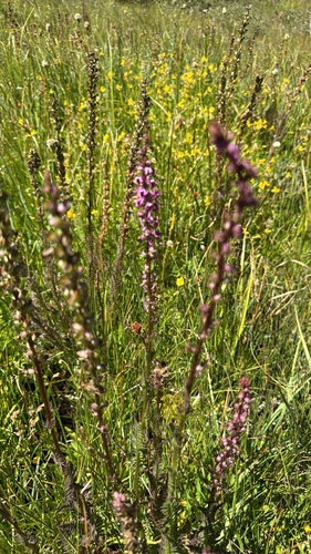 iNaturalist observation photo of Elephant's-Head lousewort