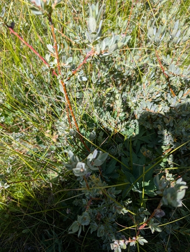 iNaturalist observation photo of Sierra willow