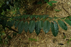 Diospyros maritima
