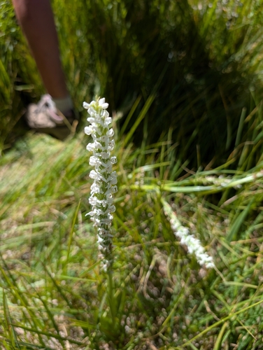 iNaturalist observation photo of Sierra Bog Orchid