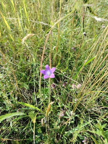 Spreading Bellflower