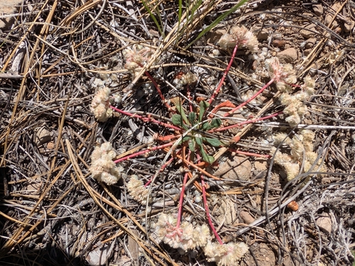 iNaturalist observation photo of One-seeded Pussypaws