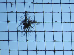 Tillandsia recurvata image
