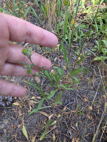 iNaturalist observation photo of American asters