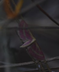 Leptostales laevitaria