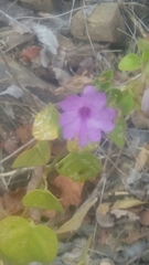 Mirabilis viscosa