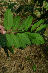 Diospyros maritima