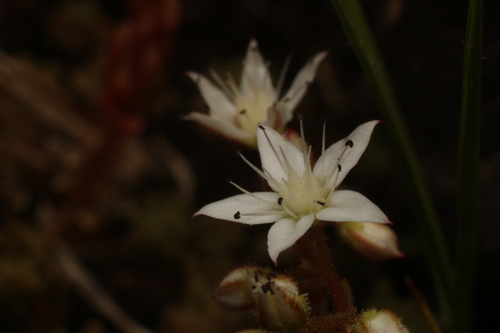 Sedum monregalense