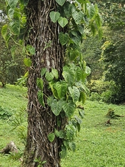 (c) Scott Harris, some rights reserved (CC BY) Philodendron pterotum, photograph (c) Scott Harris, some rights reserved (CC BY)