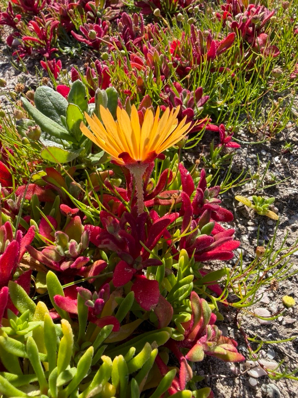 Imagem de margarida-do-cabo