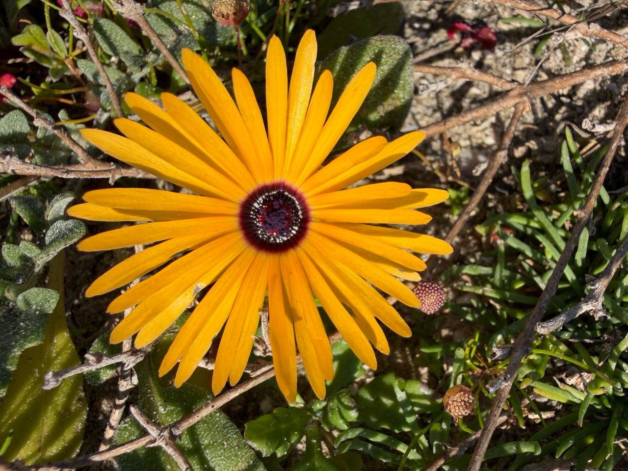 Imagem de margarida-do-cabo