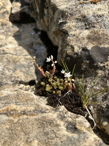 Sedum monregalense, photograph 1