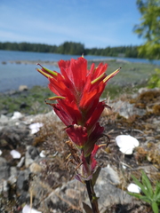 Castilleja miniata dixonii