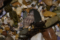 Agnewia tritoniformis